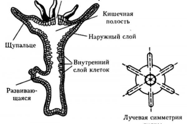 Кракен нарко